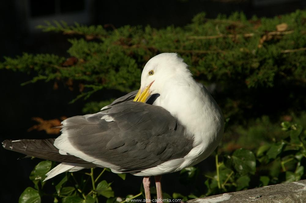 california_californie_sanfrancisco_leportdesanfrancisco_seagull_goeland