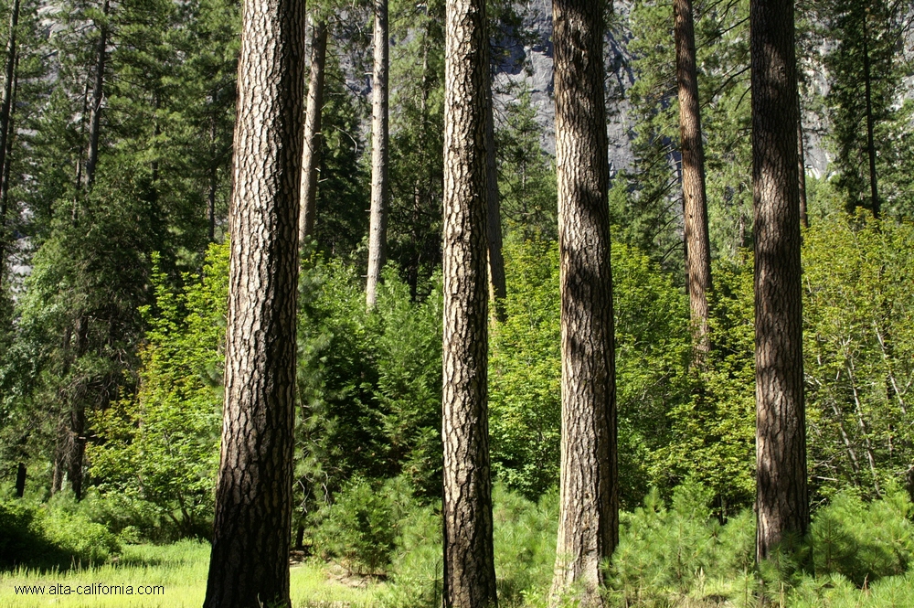 californie_californie_yosemitenationalpark_yosemitevalley