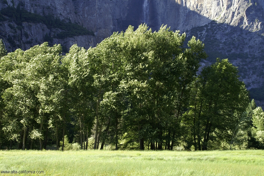 californie_californie_yosemitenationalpark_yosemitevalley_prairie