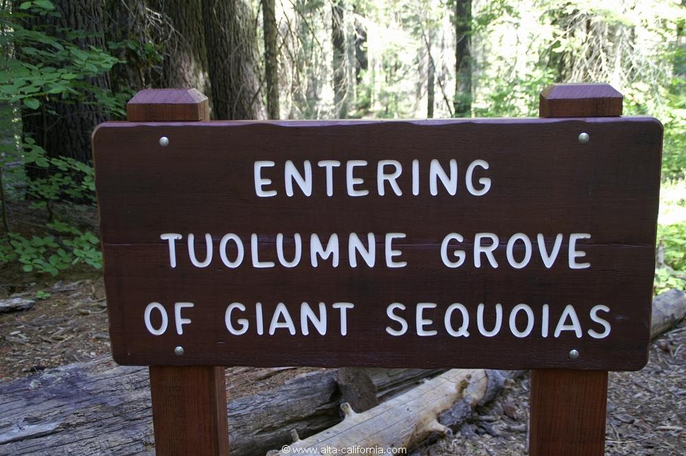 californie_californie_yosemitenationalpark_yosemitevalley_tuolumnegrove_giantsequoias_sequoiagéant