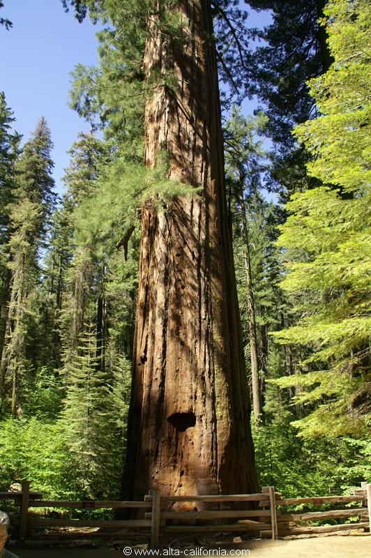 californie_californie_yosemitenationalpark_yosemitevalley_tuolumnegrove_giantsequoias_sequoiagéant