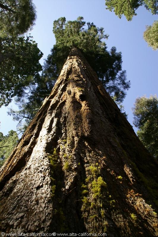 californie_californie_yosemitenationalpark_yosemitevalley_tuolumnegrove_giantsequoias_sequoiagéant