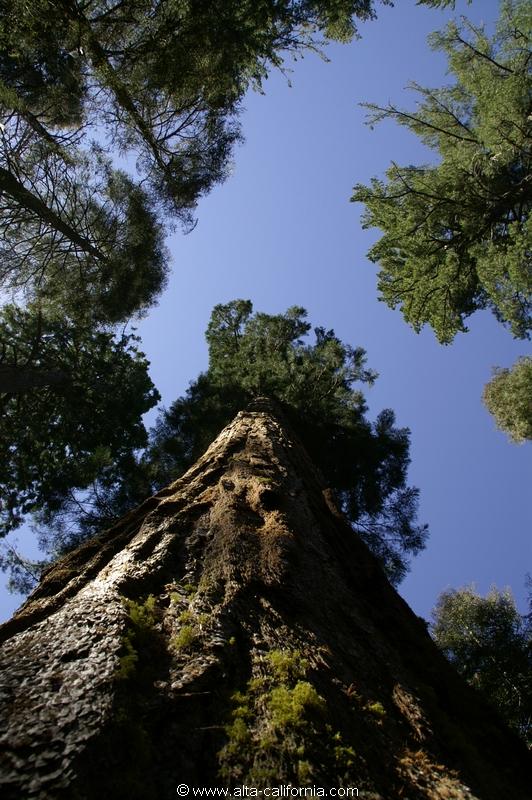 californie_californie_yosemitenationalpark_yosemitevalley_tuolumnegrove_giantsequoias_sequoiagéant