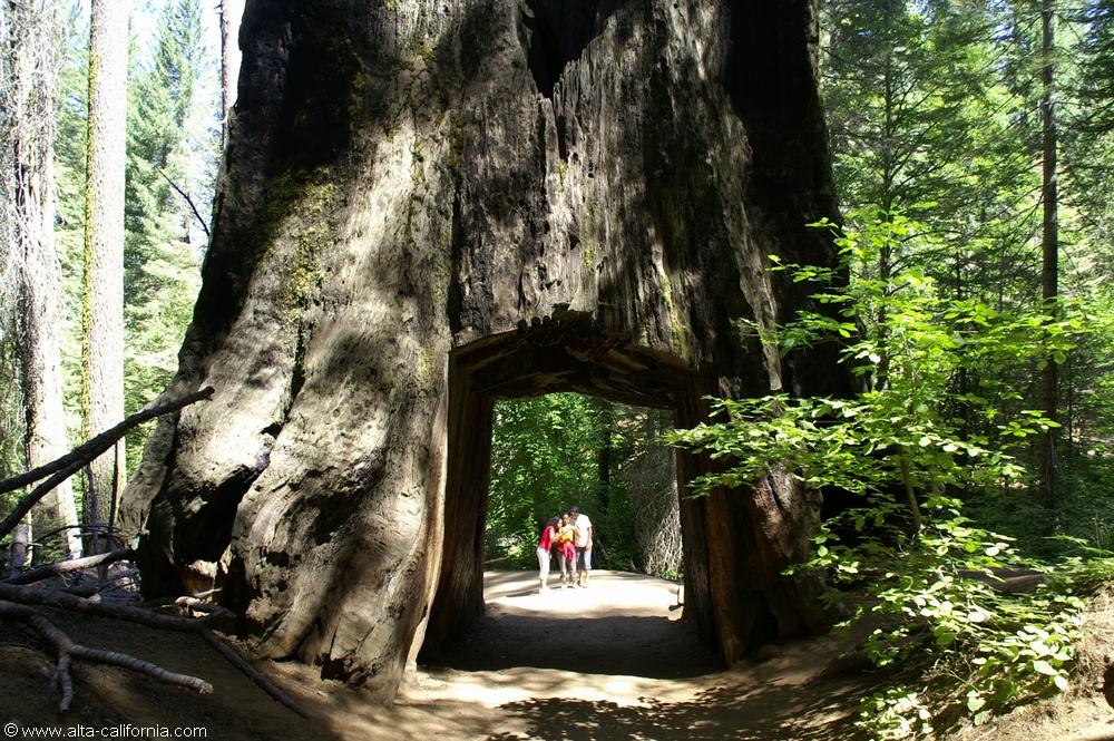 californie_californie_yosemitenationalpark_yosemitevalley_tuolumnegrove_giantsequoias_sequoiagéant