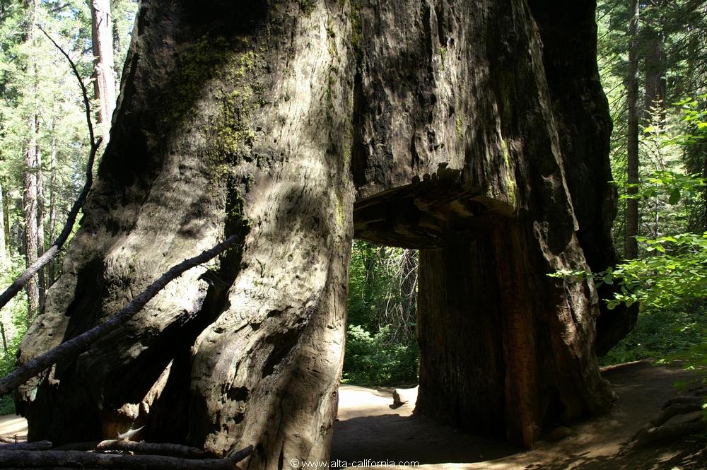 californie_californie_yosemitenationalpark_yosemitevalley_tuolumnegrove_giantsequoias_sequoiagéant