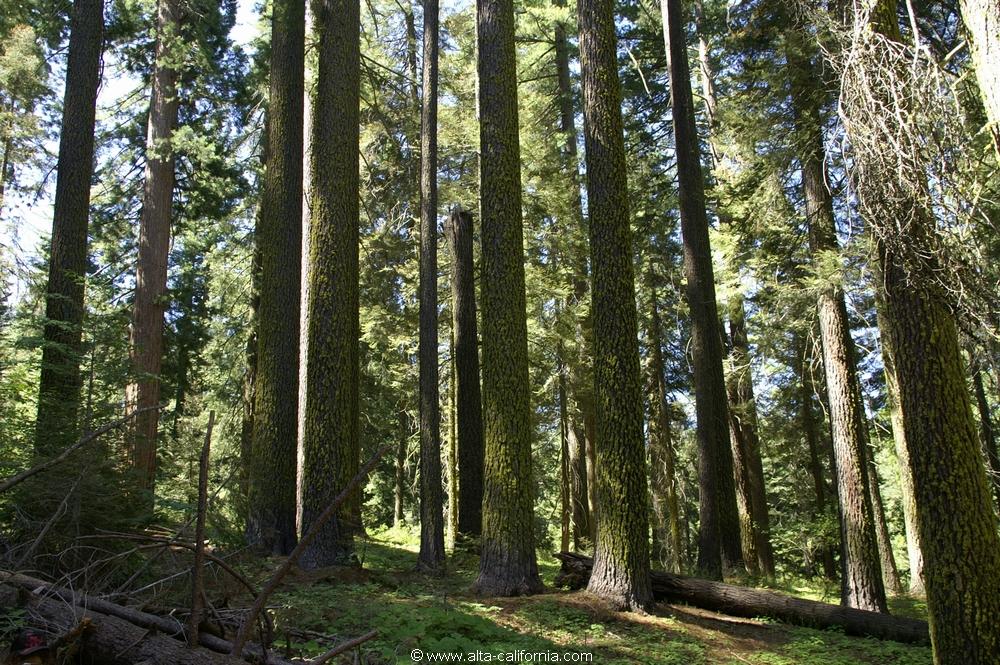 californie_californie_yosemitenationalpark_yosemitevalley_tuolumnegrove_giantsequoias_sequoiagéant