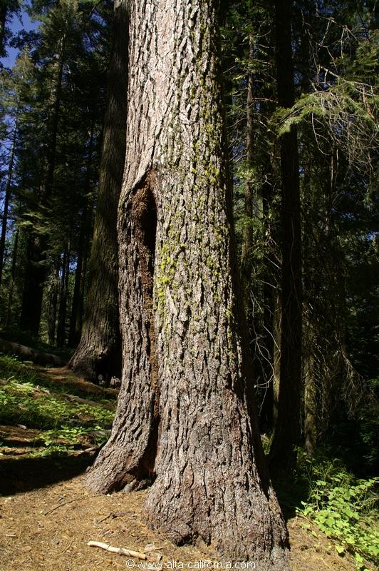 californie_californie_yosemitenationalpark_yosemitevalley_tuolumnegrove_giantsequoias_sequoiagéant