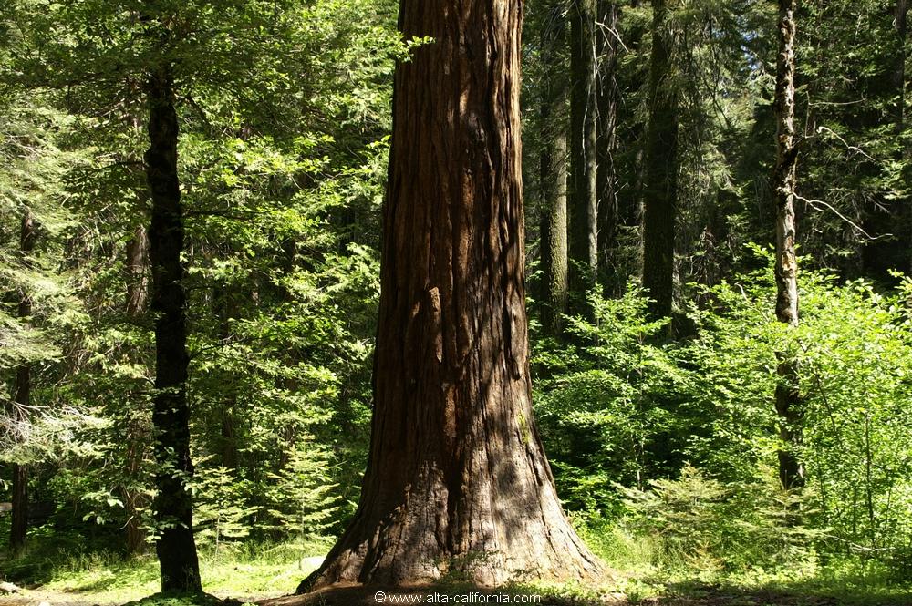 californie_californie_yosemitenationalpark_yosemitevalley_tuolumnegrove_giantsequoias_sequoiagéant