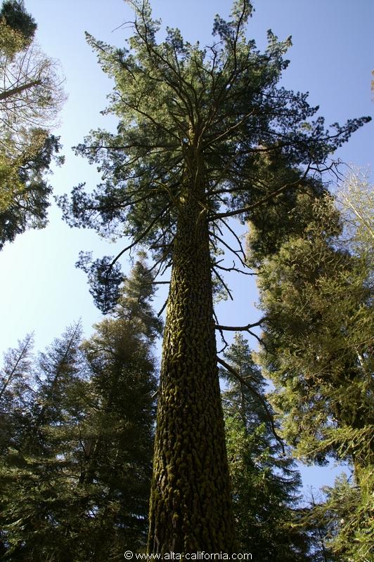 californie_californie_yosemitenationalpark_yosemitevalley_tuolumnegrove_giantsequoias_sequoiagéant