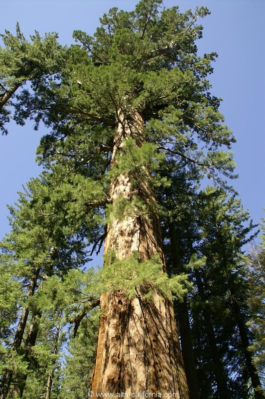 californie_californie_yosemitenationalpark_yosemitevalley_tuolumnegrove_giantsequoias_sequoiagéant