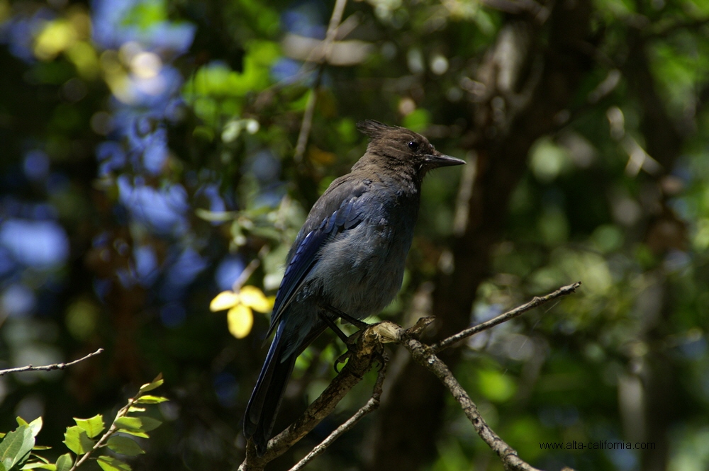 yosemite national park yosemite valley  steller's jay geai de steller 