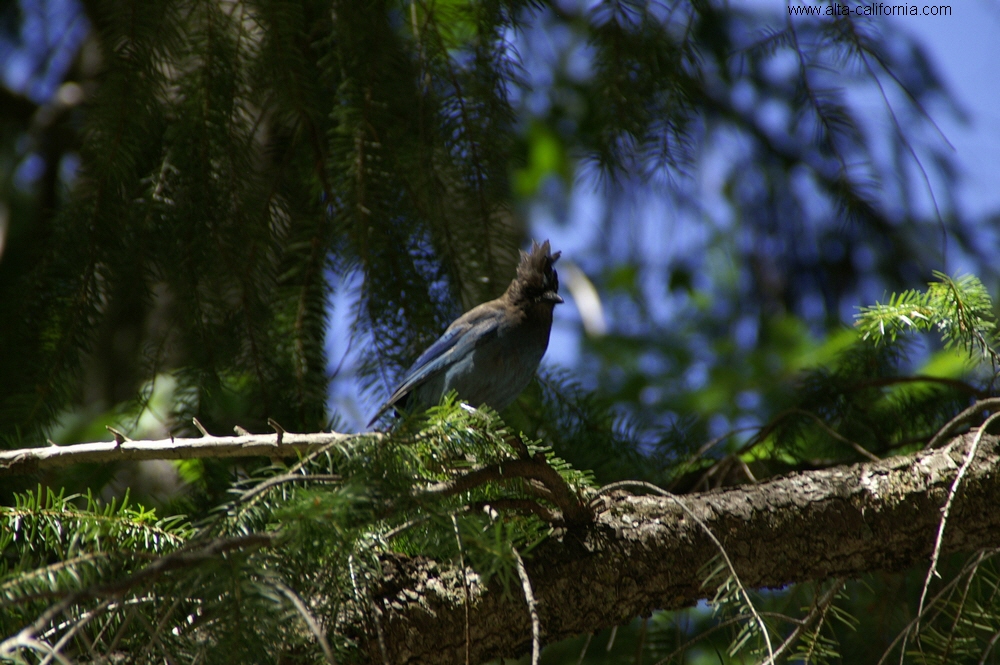 yosemite national park yosemite valley  steller's jay geai de steller 