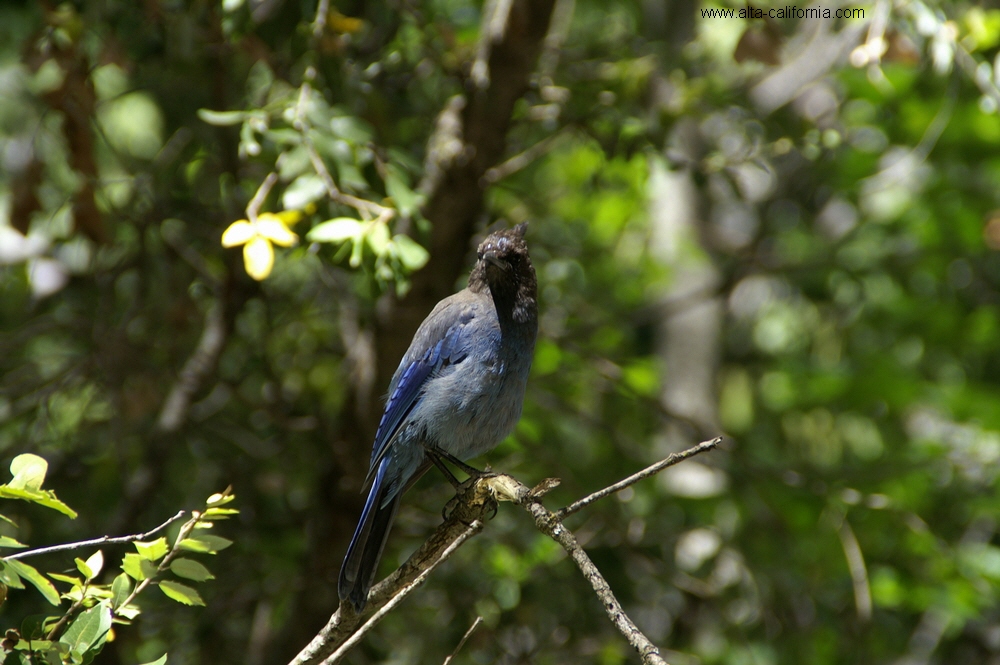 yosemite national park yosemite valley  steller's jay geai de steller 