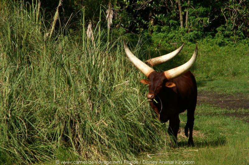 carnetdevoyage_floride_florida_orlando_disneyworld_animalkingdom