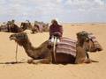 carnet_voyage_vacances_soleil_pascher_tunisie_djerba_grandergoriental